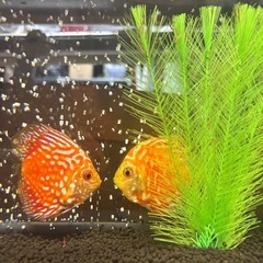 ディスカス　２匹の画像