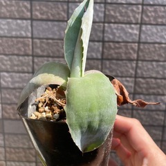 レア！アガベ　ピグマエア　ドラゴントゥース　子株　観葉植物の画像