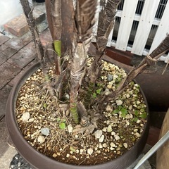 観葉植物　観音竹？　の画像