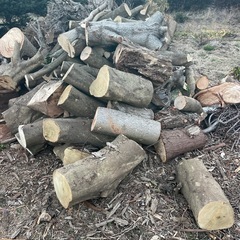 伐採した木の枝、幹、差し上げます！キャンプや薪ストーブにいかがですか？の画像