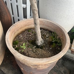 オリーブ　観葉植物　特大株　大株の画像