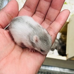 カラーゴールデンハムスター赤ちゃん