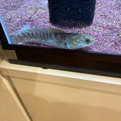 ドワーフスネークヘッド ベンガルオレンジの画像