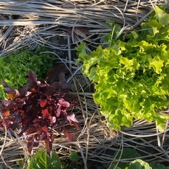 おでん大根1本&水菜1株&ベビーリーフ10株&矢車草3株の画像