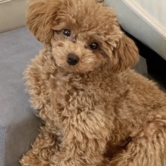 トイプードル　男の子　レッド