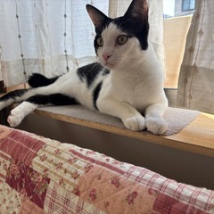 ☘️ふれあい☘️保護猫譲渡会😽キャットスタート💫