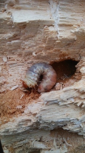 山梨県天然オオクワガタ♂幼虫♀成虫ベア
