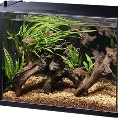 GEXラクテリア　水槽の画像