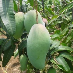 超美味◇キンコウマンゴーの苗木②の画像