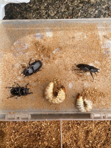 山梨県天然オオクワガタ♂幼虫♀成虫ペア