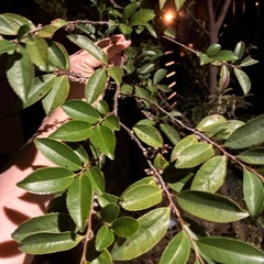 ヒサカキ 3m～4mの画像