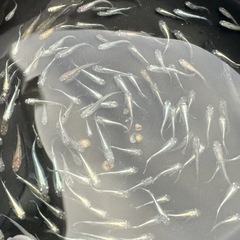 越冬個体ラメめだかミックス1匹200円の画像