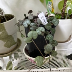 ハートカズラ　観葉植物　の画像