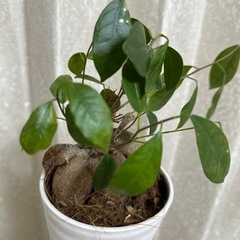 ガジュマル　観葉植物の画像