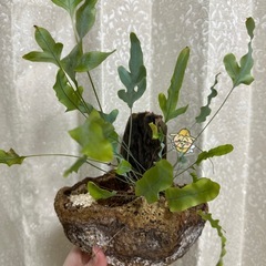 苔玉　観葉植物の画像