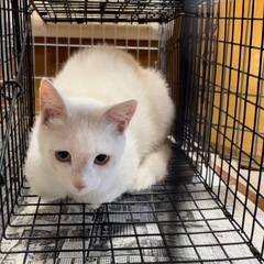 地域猫　里親募集中　佐沼　