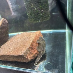 グッピーとプレコの画像