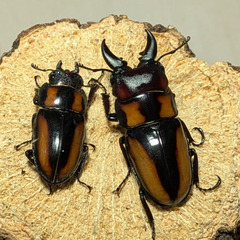 《幼虫》ビプラギアトゥスノコギリクワガタ ６頭の画像