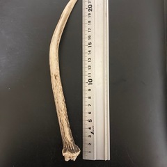 本州鹿の角の画像