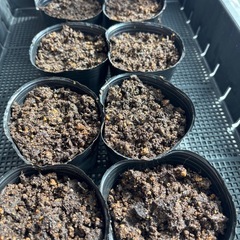 種を蒔いた野菜の苗ポットの管理