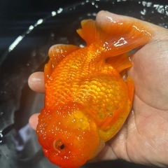 オランダ獅子頭ショートテール花房 金魚の画像