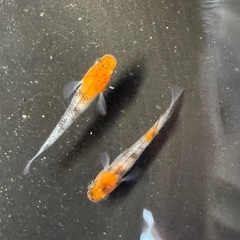 神田三色メダカの画像