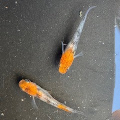 神田三色メダカの画像