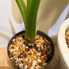観葉植物　クワズイモ　２点セットの画像