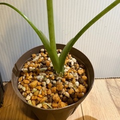 観葉植物　クワズイモ　３点セットの画像
