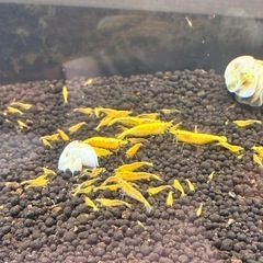 イエローチェリーシュリンプの画像