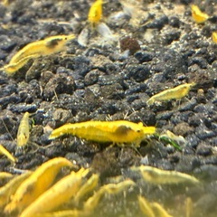 イエローチェリーシュリンプの画像