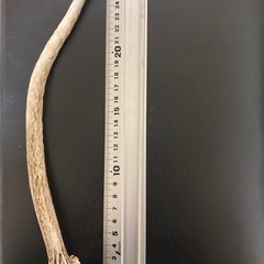 本州鹿の角の画像