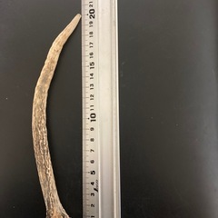 本州鹿の角の画像