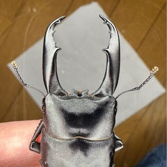 ウンナンヒラタクワガタ　ペアの画像