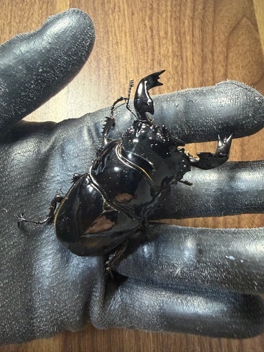 タランドゥスオオツヤクワガタ　♂81.8mm×♀54.5mm 同腹ペア