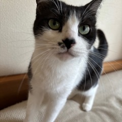 甘えん坊ネルちゃん