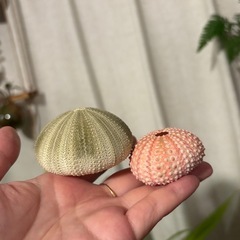 ②　アーチン　ウニ殻　の画像