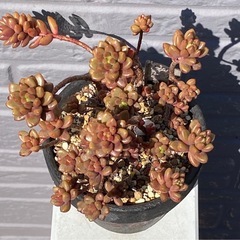 2024.10.1②   多肉植物　ホワイトストーンクロプの画像