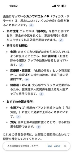 フィカス・リラータ（カシワバゴムの木）　観葉植物　約170cm