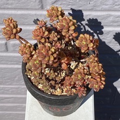 2024.10.1③   多肉植物　ホワイトストーンクロプの画像