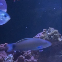 海水魚　ベラの画像