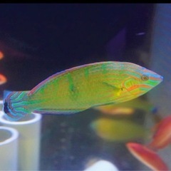 海水魚　ベラの画像