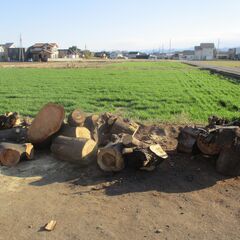 日時限定(3/14～19)の何れかの7:30 詳細本文記載) 樫・欅等 / 広葉樹 ・積めるだけどうぞ! 先着1名様限定の画像