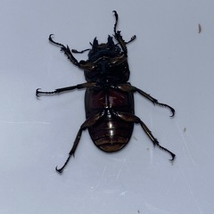 ババオウゴンオニクワガタのペアの画像