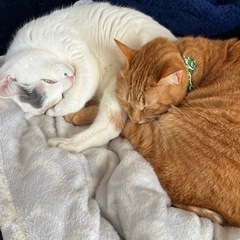 瑞穂区在住、災害時ペット同行で避難を考えている方。