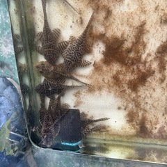 ゴールデンキングロイヤル・ペコルティアの画像