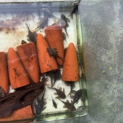 ゴールデンキングロイヤル・ペコルティアの画像