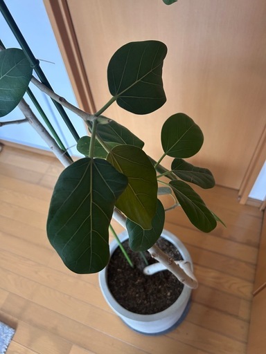 フィカスベンガレンシス - グリーンプロデュース～暮らしに緑を 【大型植物】フィカスベンガレンシス