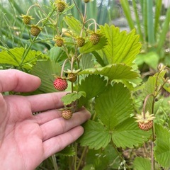 ワイルドストロベリー🍓抜き苗3株の画像