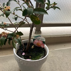 【3/22まで】植木の画像